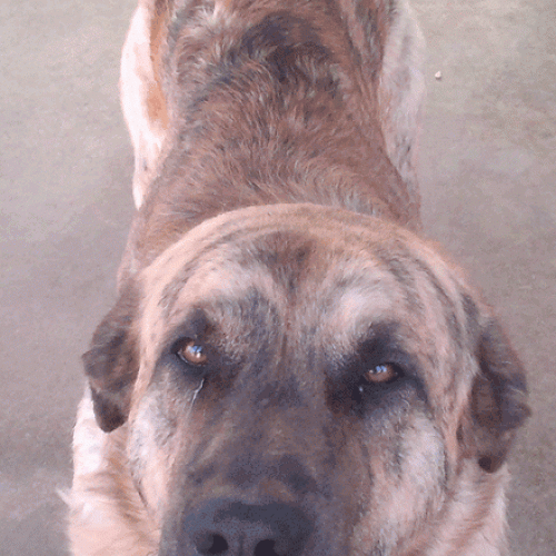 ADOPCION 26