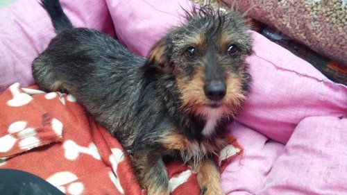 Servicio de adopción de animales abandonados