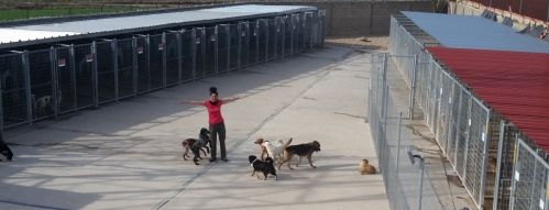 alojamiento de mascotas en Burgos